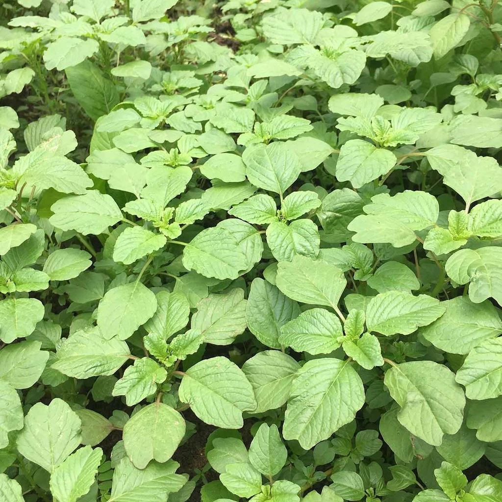 4c307ae6b56593e883f2dc2f3d572a79