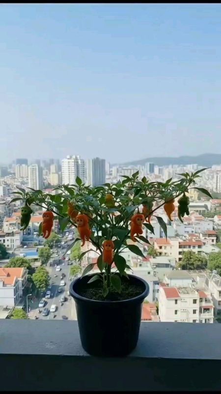 Cây ớt khỉ #dễ chăm sóc #siêu trái #trang trí nhà cửa#🍀🍀🍁😍🥳🥰