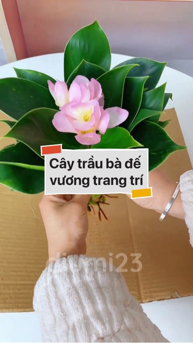 ￼Cây trầu bà đế vương trang trí #VideohangDoiSong#ShopeeVideo#ShopeeCreator #LuotVuiMuaLien#KOLUyTin#Videomuasam #SandealcungKOL #diumi348