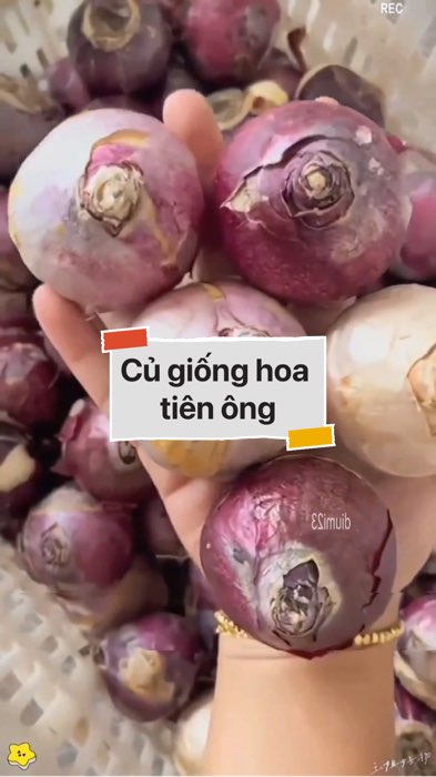Củ giống hoa tiên ông #VideohangDoiSong#ShopeeVideo#ShopeeCreator #LuotVuiMuaLien#KOLUyTin#Videomuasam #SandealcungKOL #diumi554
