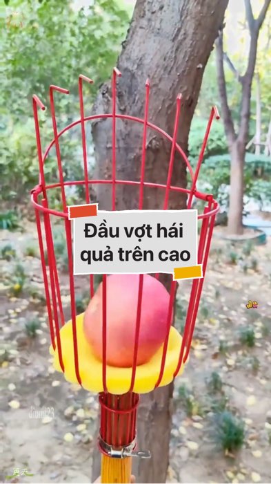 ￼Đầu vợt hái quả trên cao