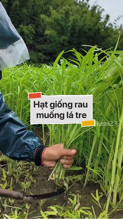 Hạt giống rau muống lá tre #VideohangTieuDung #shopeestyle#ShopeeVideo#ShopeeCreator #LuotVuiMuaLien#KOLUyTin#Videomuasam #SandealcungKOL #diumi812