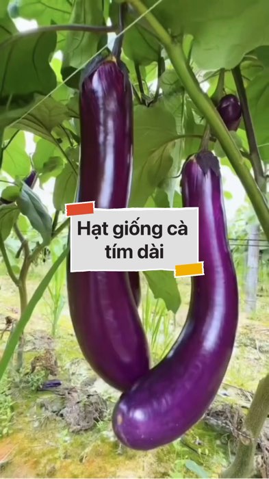 Hạt giống cà tím dài #VideohangDoiSong#ShopeeVideo#ShopeeCreator #LuotVuiMuaLien#KOLUyTin#Videomuasam #SandealcungKOL #diumi739