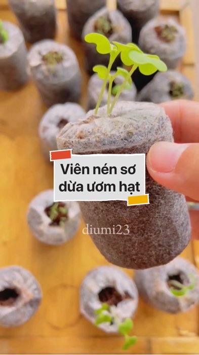Viên nén sơ dừa ươm hạt #VideohangDoiSong#ShopeeVideo#ShopeeCreator #LuotVuiMuaLien#KOLUyTin#Videomuasam #SandealcungKOL #diumi789