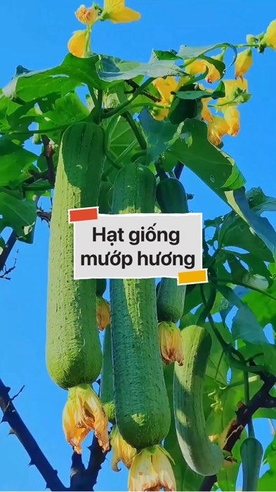Hạt giống mướp hương #VideohangDoiSong#ShopeeVideo#ShopeeCreator #LuotVuiMuaLien#KOLUyTin#Videomuasam #SandealcungKOL #diumi5