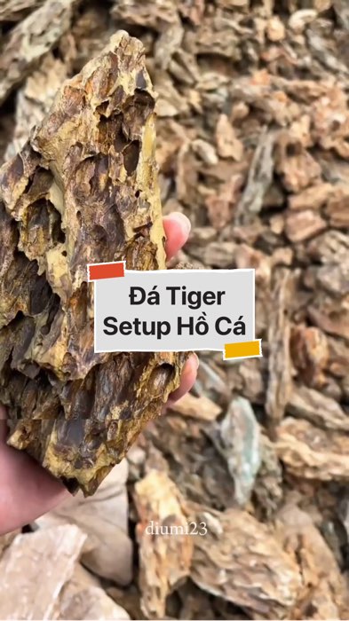 Đá tiger thuỷ sinh #VideohangDoiSong#ShopeeVideo#ShopeeCreator #LuotVuiMuaLien#KOLUyTin#Videomuasam #SandealcungKOL #diumi161