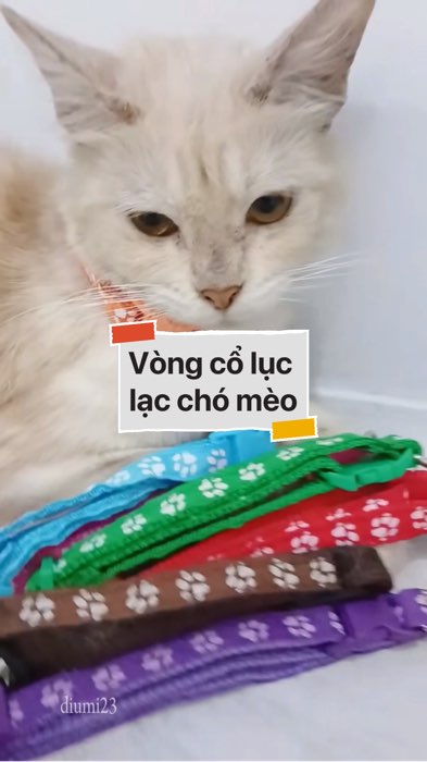 ￼Vòng cổ lục lạc cho chó mèo #VideohangDoiSong#ShopeeVideo#ShopeeCreator #LuotVuiMuaLien#KOLUyTin#Videomuasam #SandealcungKOL #diumi201