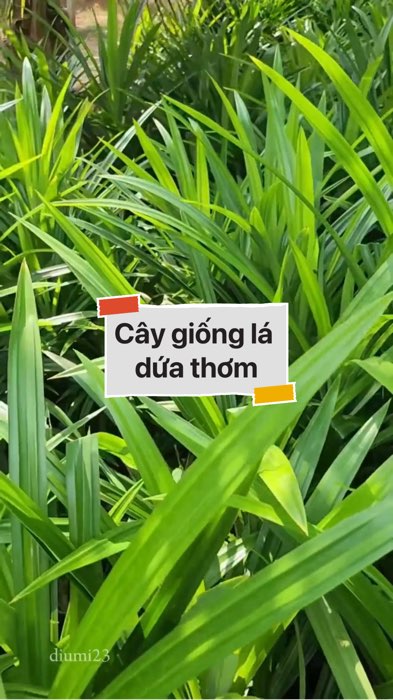 Cây giống lá dứa thơm #VideohangDoiSong#ShopeeVideo#ShopeeCreator #LuotVuiMuaLien#KOLUyTin#Videomuasam #SandealcungKOL #diumi365