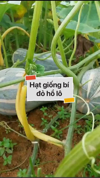 ￼Hạt giống bí đỏ hồ lô #VideohangDoiSong#ShopeeVideo#ShopeeCreator #LuotVuiMuaLien#KOLUyTin#Videomuasam #SandealcungKOL #diumi387