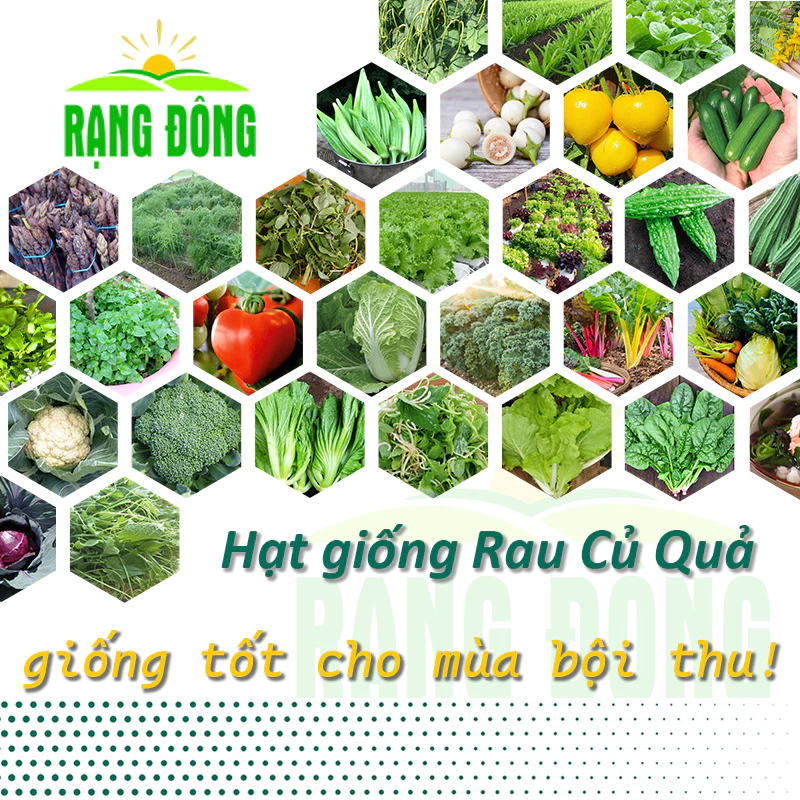 Hạt giống Rau Củ Quả trồng chậu, rau ăn lá,dây leo trồng quanh năm,nảy mầm tốt - Hạt giống Rạng Đông