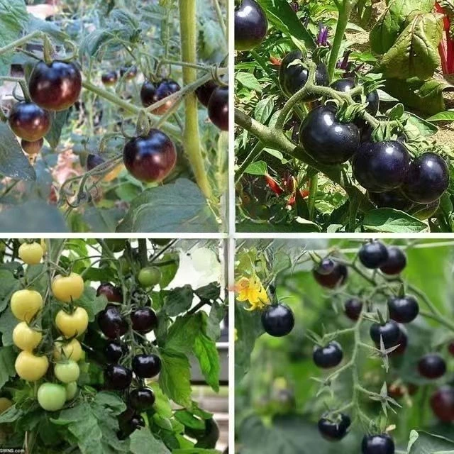 (100 hạt giống)Hạt giống cà chua cherry ngọc trai đen, giá trị dinh dưỡng cao.k044 - inbonsai.com