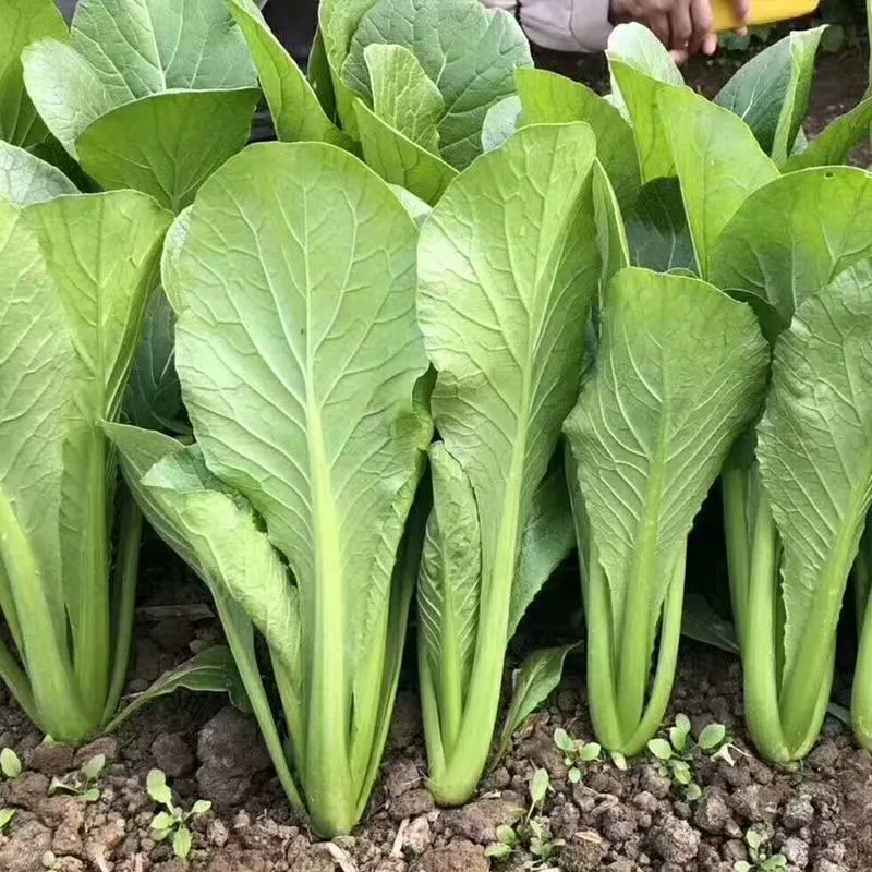 Hạt giống cải bẹ xanh, cải canh thơm ngon - Nguyên gói nhập khẩu 1500 hạt,k050 - inbonsai.com