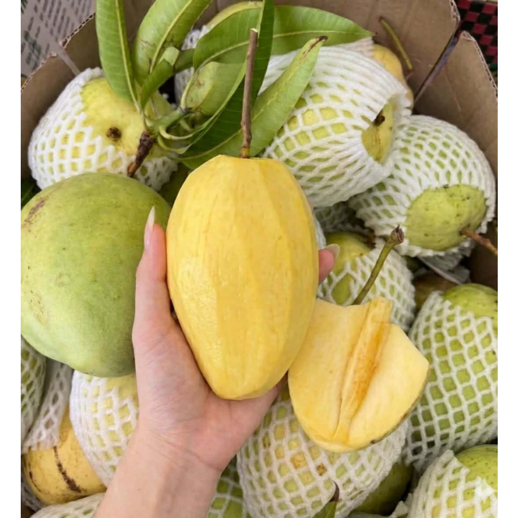 Xoài tứ quý Bến Tre cuối mùa - già ngọt - 3Kg/5Kg - Cam Kết Bao Ăn - Ship Toàn Quốc - Chính Hãng
